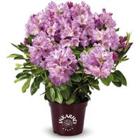 Rhododendron INKARHO ® rosa Dufthecke 5 l Container