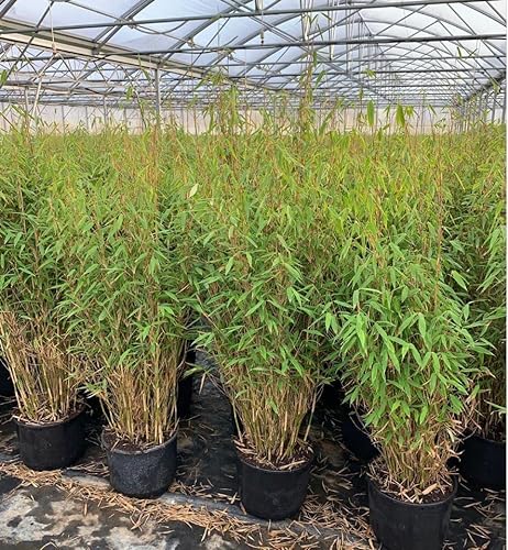 Fargesia murieliae 'Jumbo' C 100-125 cm reine Pflanzhöhe, Bambus,winterhart, saftiges Grün, keine Ausläufer, deutsche Baumschulqualität, im Topf für optimales anwachsen