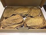 garnelenshop24de ~300 Stück (300 Gramm) 10-15cm - Seemandelbaumblätter Catappa Leaves TopQualität - BLITZVERSAND