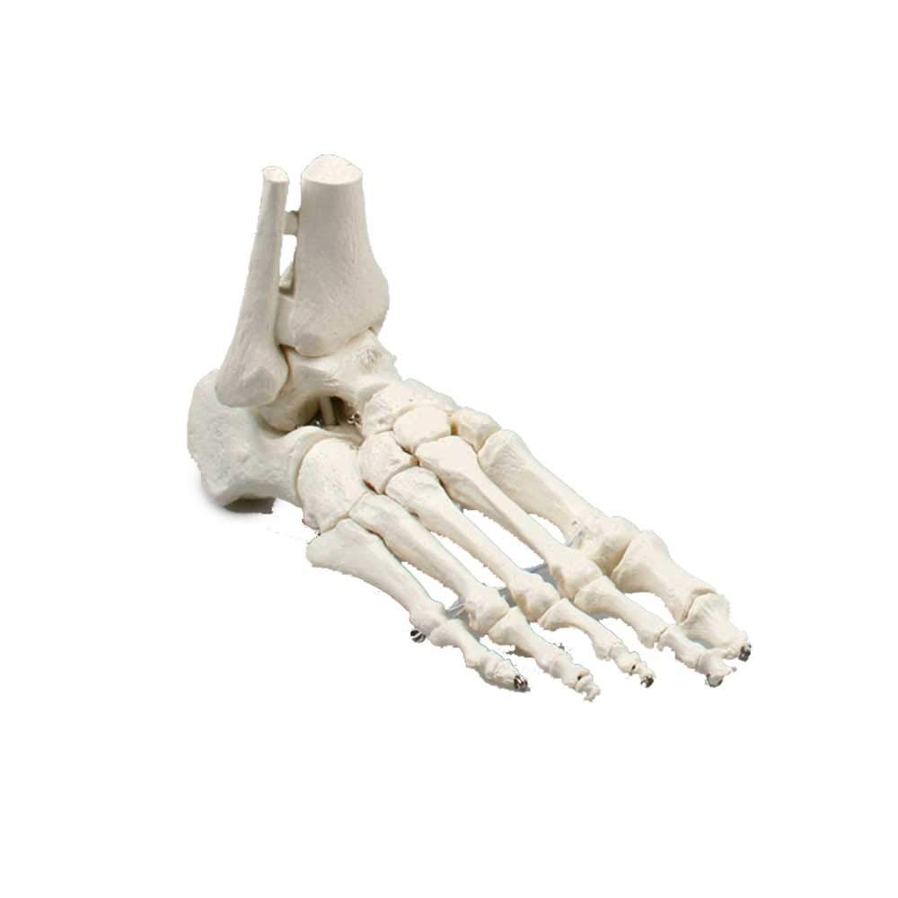 Erler Zimmer Fußskelett, Schien- und Wadenbeinansatz, Anatomie Modell ohne Knochennummerierung