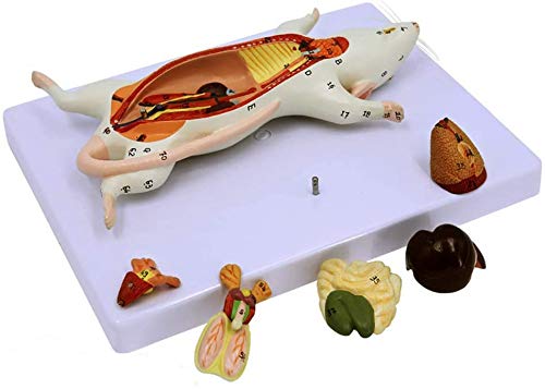 LBYLYH 1: 1 Maus Anatomisches Modell Tieranatomiemodell Biologische Anatomie Maus Viszerale Struktur Medizinischer Bedarf Skeleton