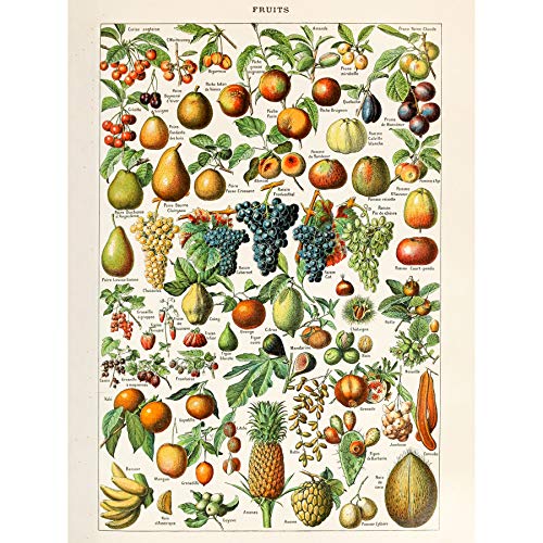 Millot Encyclopedia Page Fruit Grape Pineapple Large Wall Art Poster Print Thick Paper 18X24 Inch Seite Obst Wand Poster drucken