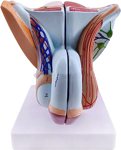 Männliches Genitalorgan Modell, Beckenmuskeln Modell MMale Genitalsystem Anatomisches Modell, PVC Menschliche Anatomie Modell, Fortpflanzungsorganmodelle für pädagogisches Training.