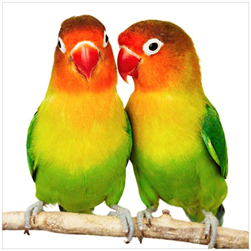 Wallario Glasbild Papageien auf dem dünnen AST - 50 x 50 cm Wandbilder Glas in Premium-Qualität: Brillante Farben, freischwebende Optik