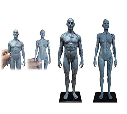 BONEW 30 cm männlich und weiblich, Harz, anatomisch, anatomisch, Totenkopf, Körpermodell, Muskelknochenmodell, medizinisches Labor, Referenzmodell, Grau (männlich und weiblich)