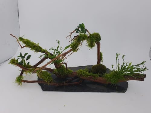Moorwurzel bepflanzt mit gr. Mooskugel auf Schiefer L: 40-50 cm B: 20-25cm mehrfach Wurzelwerk mit echten Wasserpflanzen