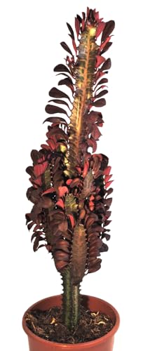 Kakteen,Euphorbia trigona rubra,sehr große sukkulente Pflanzen,ca. 55-60cm
