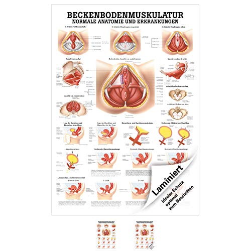 Sport-Tec Beckenbodenmuskulatur Lehrtafel Anatomie 100x70 cm medizinische Lehrmittel