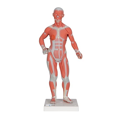 3B Scientific Menschliche Anatomie - Muskelfigur, 1/3 Größe, 2-teilig + kostenloser Anatomiesoftware - 3B Smart Anatomy