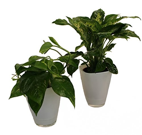 Dominik Blumen und Pflanzen, 891124 Tropic Set, Efeutute Dieffenbachia mit Dekotopf, weiß