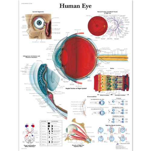 3B Scientific VR1226L Human Anatomy - Human Eye Diagramm, laminierte Version