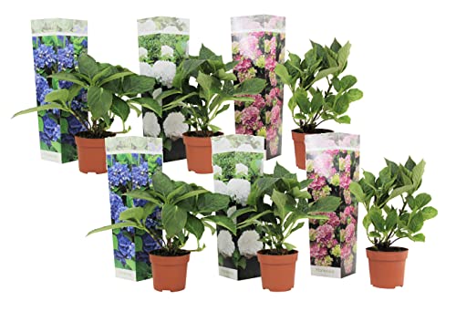 Plant in a Box - Mix von 6 Hydrangea macroph. - Hortensien-Mix - Topf 9cm - Höhe 20-30cm