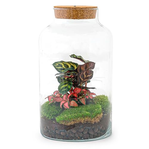Plant Terrarium- DIY - Milky Calathea with Light - Bottle Garden with Plants - ↑ 31 cm