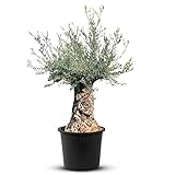 Olivenbaum Olea Europea winterhart, stammumfang 120/140cm, knorriger alte Stamm, Höhe ca.290cm