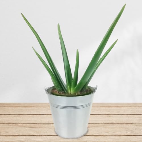 Aloe Vera Pflanze inklusive Übertopf und Grußkarte # Pflanze # Zimmerpflanze # Büropflanze