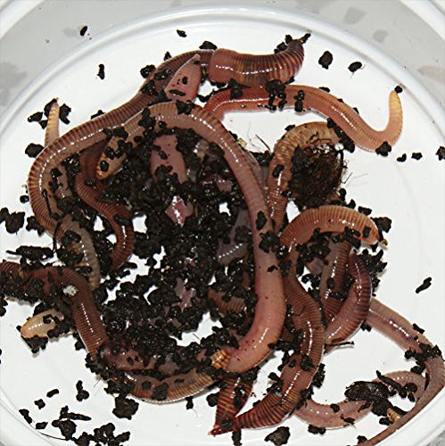Feeders & more 150 Stück Rotwurm groß Dendrobena Angelköder Kompostwürmer Angelwurm Rotwürmer