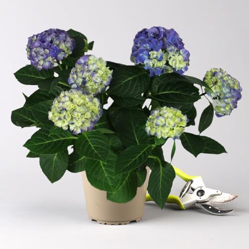 Hortensie 'Early Blue' blau, Topf-Ø 14cm