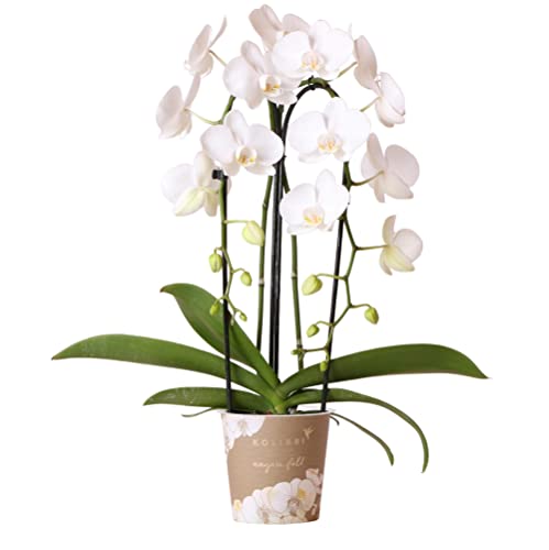 Kolibri Orchids | Phalaenopsis Orchidee - Niagara Fall weiß - Topfmaß Ø12cm | Kaskadenbogen