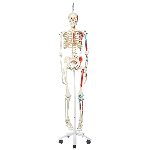 3B Scientific Menschliche Anatomie Skelett Max - mit Muskeldarstellung und Nummerierung - an Metallhängestativ - Lebensgroß, inklusive Metallhängestativ und transparenter Staubschutzhülle - A11/1 als Lernmodell oder Lehrmittel mit 3 Jahren Garantie