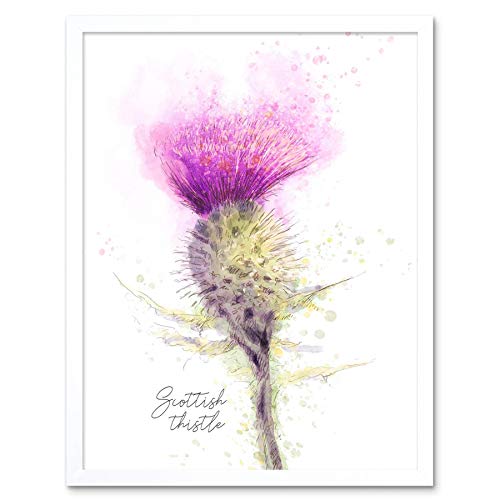 Wee Blue Coo Scottish Thistle Flower Head Watercolour Scotland Art Print Framed Poster Wall Decor Kunstdruck Poster Wand-Dekor-12X16 Zoll