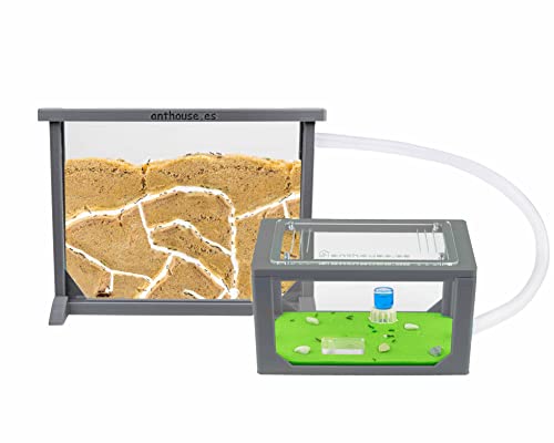 Anthouse - Natürliche Ameisenfarm aus Sand | 3D Grau Medium Set (Sandwich + Futterbox) | Inklusive Ameisenkolonie