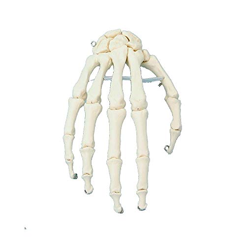 Erler Zimmer menschliches Handskelett, beweglich, Anatomie Modell, auf Draht montiert