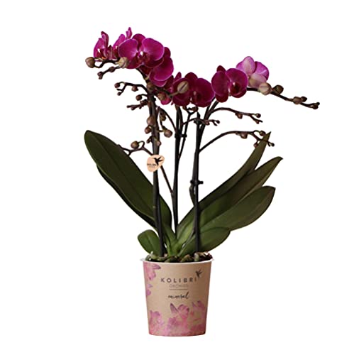 Kolibri Orchids | Lila Phalaenopsis Orchidee - Morelia - Topfgröße Ø9cm | blühende Zimmerpflanze - frisch vom Züchter
