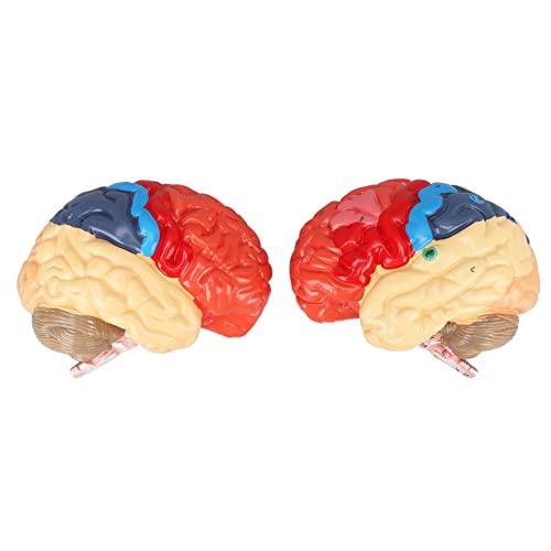 Anatomisch zusammengesetztes Gehirnmodell, PVC-Modell des menschlichen Gehirns mit transparenter Struktur für Unterrichtszwecke;