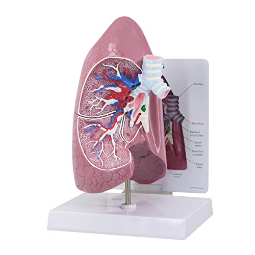 GPI Anatomicals 3100 Lunge Modell