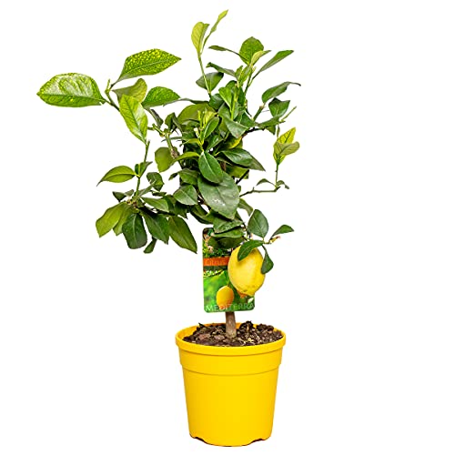 Zitronenbaum | Citrus 'Lemon' - Freilandpflanze im Anzuchttopf ⌀19 cm - 60-70 cm