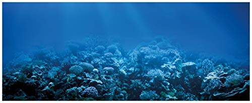 Wallario Glasbild Unterwasserwelt Meer - 32 x 80 cm in Premium-Qualität: Brillante Farben, freischwebende Optik
