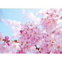 papermoon Vlies- Fototapete Digitaldruck 350 x 260 cm, Cherry Blossom