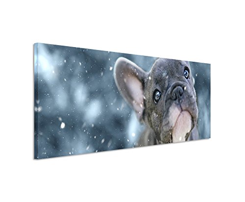 Bild 120x40cm Tierbilder – Französische Bulldogge süßer Welpe