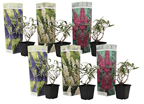 Plant in a Box - Buddleja Davidii Mix - 6 verschiedenen winterharte Schmetterlingsfliedern - Topf 9cm - Höhe 15-30cm