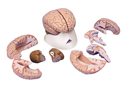 3B Scientific menschliche Anatomie - Gehirnmodell, 8-Teilig - 3B Smart Anatomy