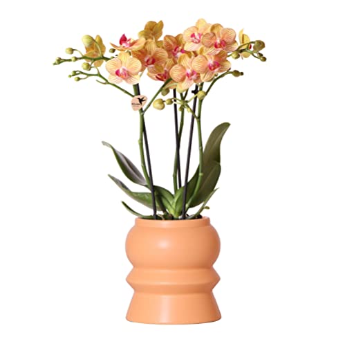 Kolibri Orchids | Orange Phalaenopsis Orchidee - Jamaica + Tower Ziertopf Pfirsich - Topfgröße Ø9cm - 40cm hoch | blühende Zimmerpflanze im Blumentopf - frisch vom Züchter