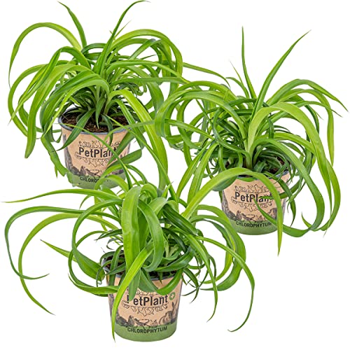 Graslilie | Chlorophytum 'Green Bonnie' 3 Stück - PetFriendly - Zimmerpflanze ⌀12 cm - 25 cm