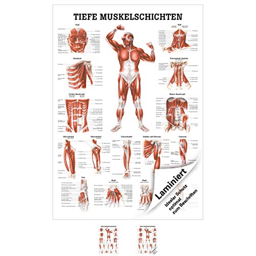 Tiefe Muskelschichten-Brust Lehrtafel Anatomie 100x70 cm medizinische Lehrmittel