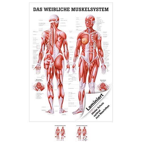 Ruediger Anatomie TA35LAM Das Weibliche Muskelsystem Tafel, 70 cm x 100 cm, laminiert