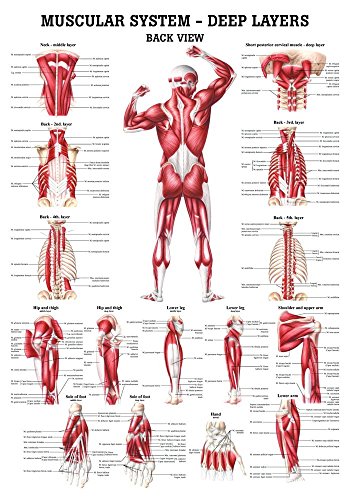 Ruediger Anatomie CH37LAM Deeper Muscles Tafel, Rückansicht, englisch, 70 cm x 100 cm, laminiert