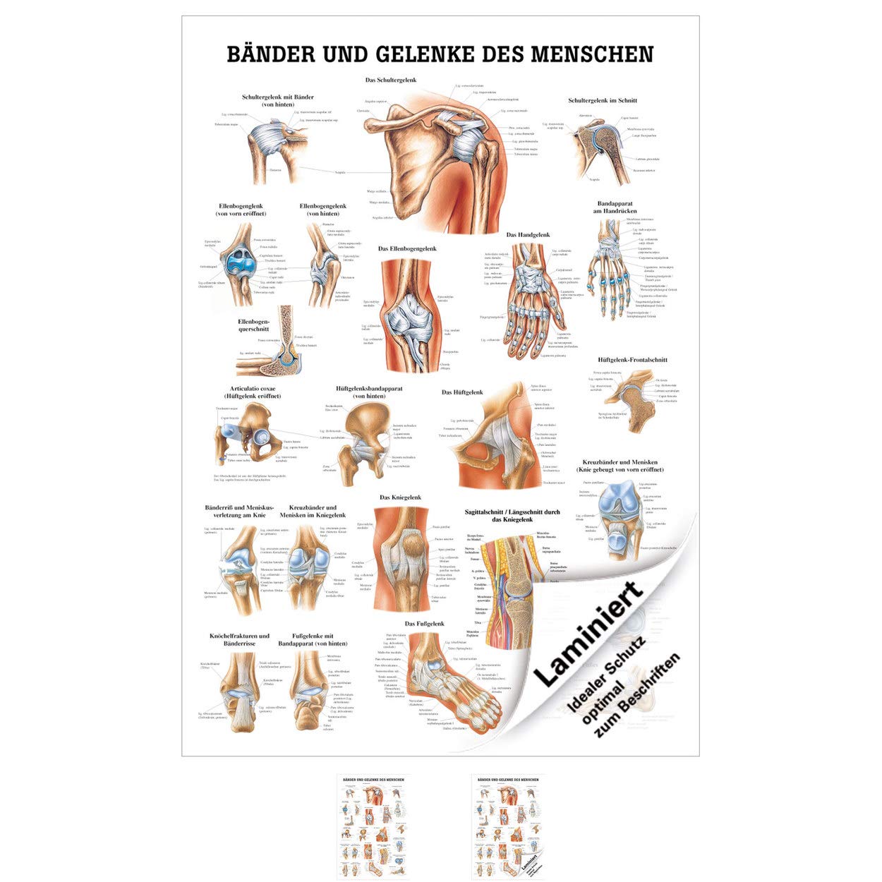 Rüdiger Bänder und Gelenke Lehrtafel Anatomie 100x70 cm medizinische Lehrmittel