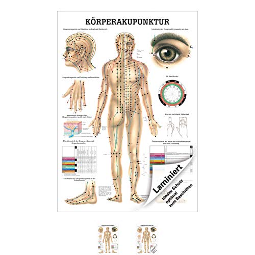 Körperakupunktur Lehrtafel Anatomie 100x70 cm medizinische Lehrmittel