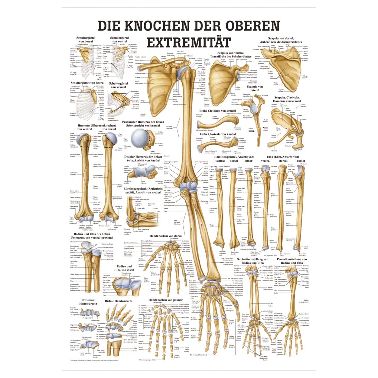 Die Knochen der oberen Extremität Lehrtafel Anatomie 100x70 cm med. Lehrmittel