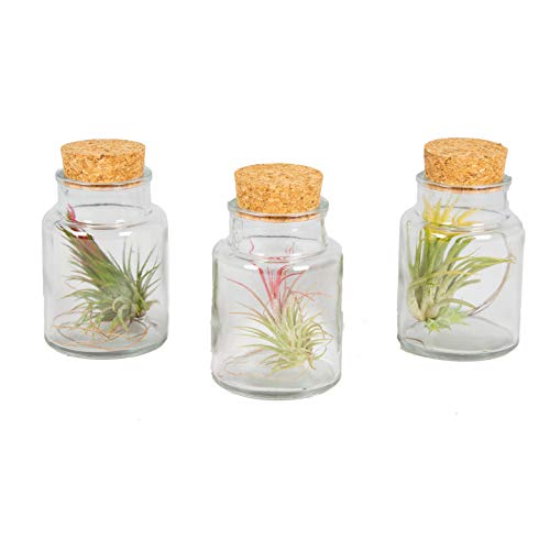 Luftpflanzen | Tillandsia - Set von 3 Stück im Glas ⌀7 cm - ↕11 cm