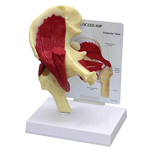 GPI Anatomicals 1310 Hüfte mit Muskeln Modell